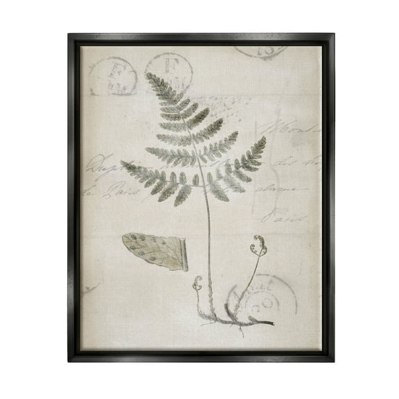 Stupell Industries Antique Fern Woodland Plant Study Botanical & Floral Drawing Black Floater Framed Art Print Wall Art