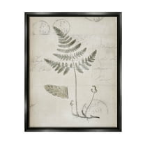 Stupell Industries Antique Fern Woodland Plant Study Botanical & Floral Drawing Black Floater Framed Art Print Wall Art