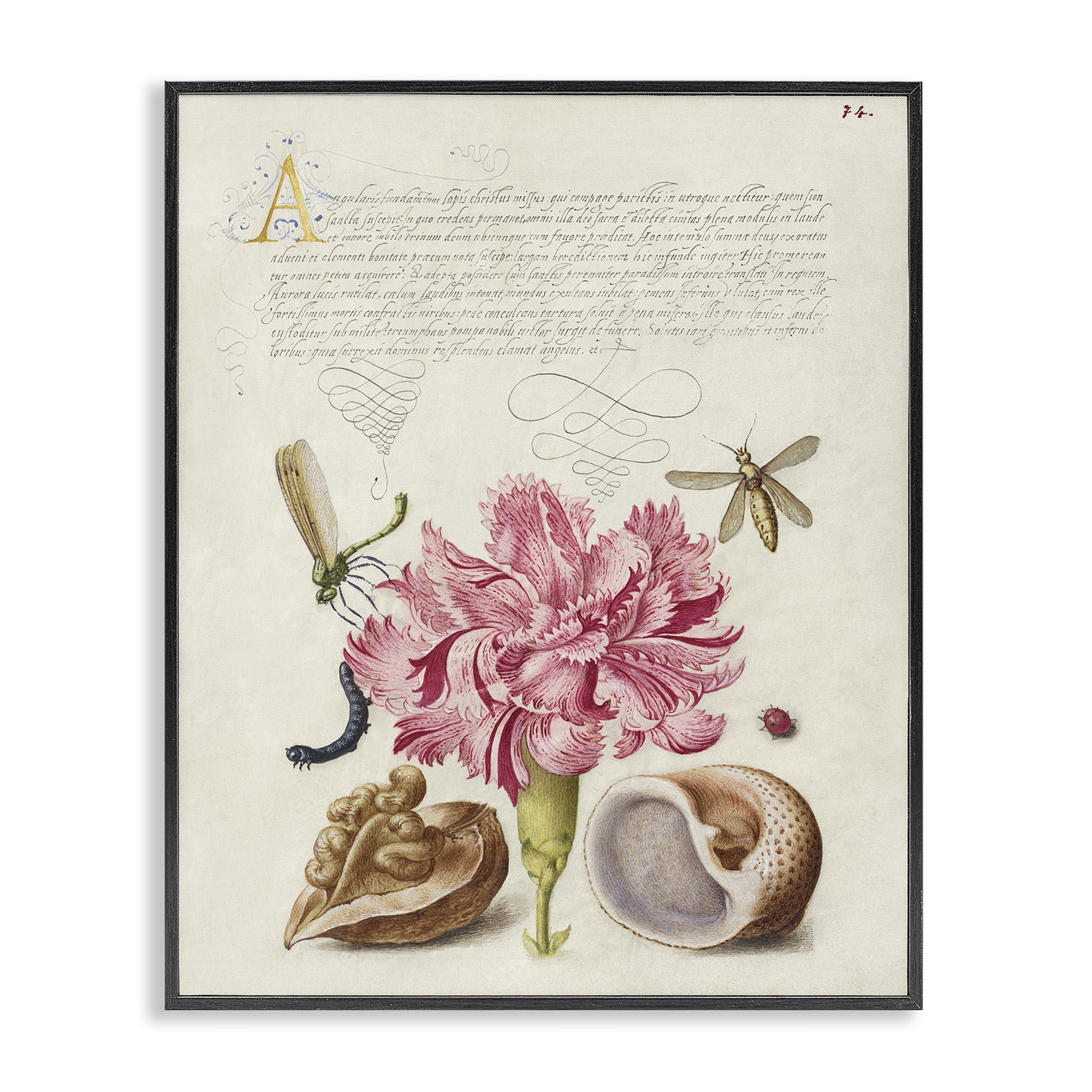 Stupell Industries Antique Flower & Snails Text & Numbers Painting Black Framed Art Print Wall Art, 11 x 14