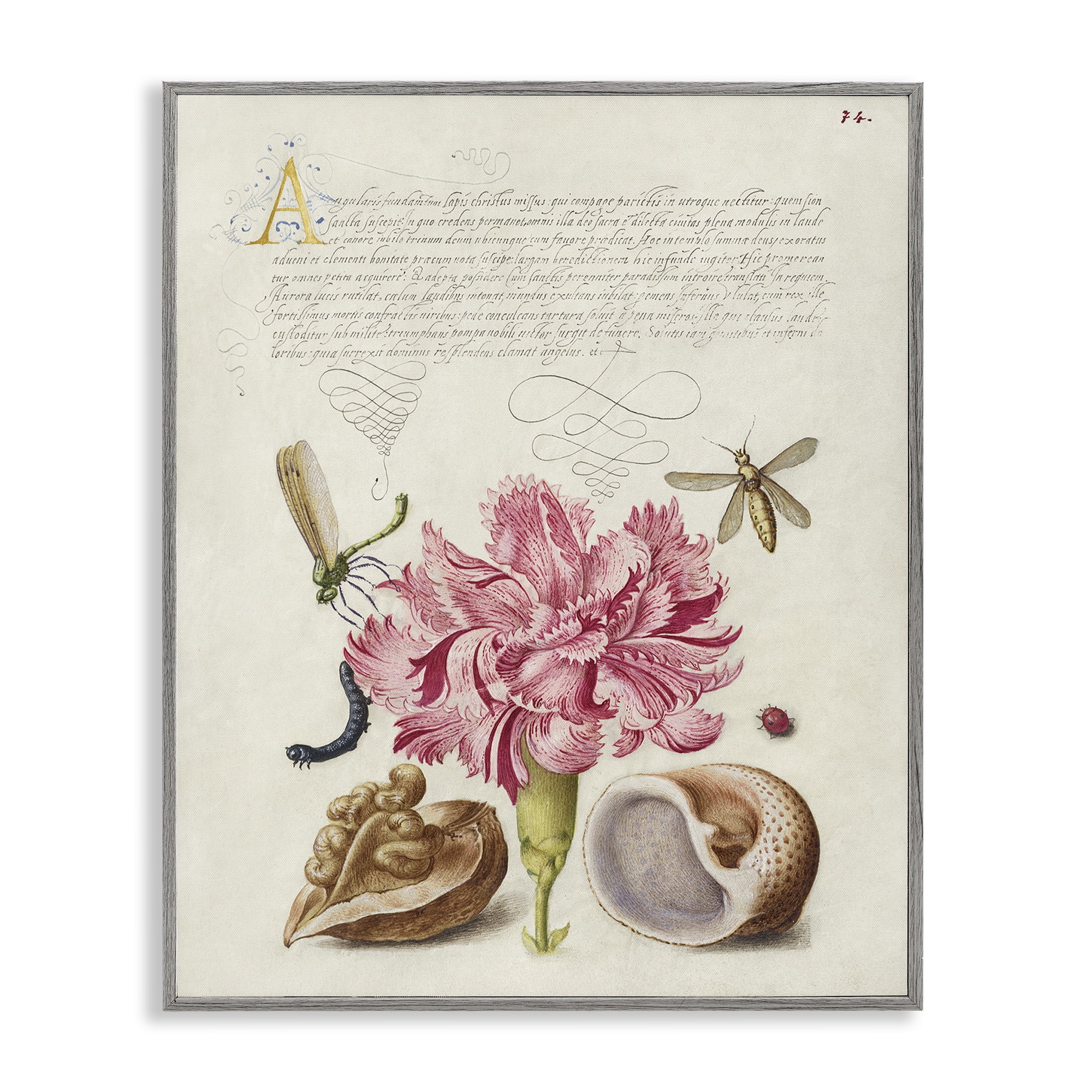 Stupell Industries Antique Flower & Snails Text & Numbers Painting Gray Framed Art Print Wall Art, 24 x 30
