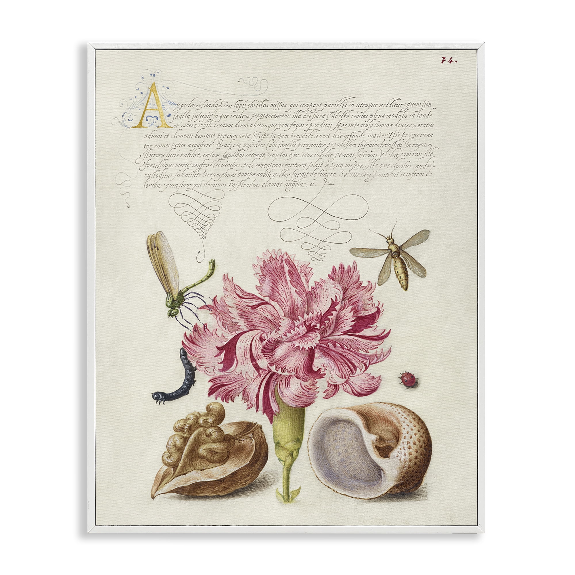 Stupell Industries Antique Flower & Snails Text & Numbers Painting White Framed Art Print Wall Art, 24 x 30