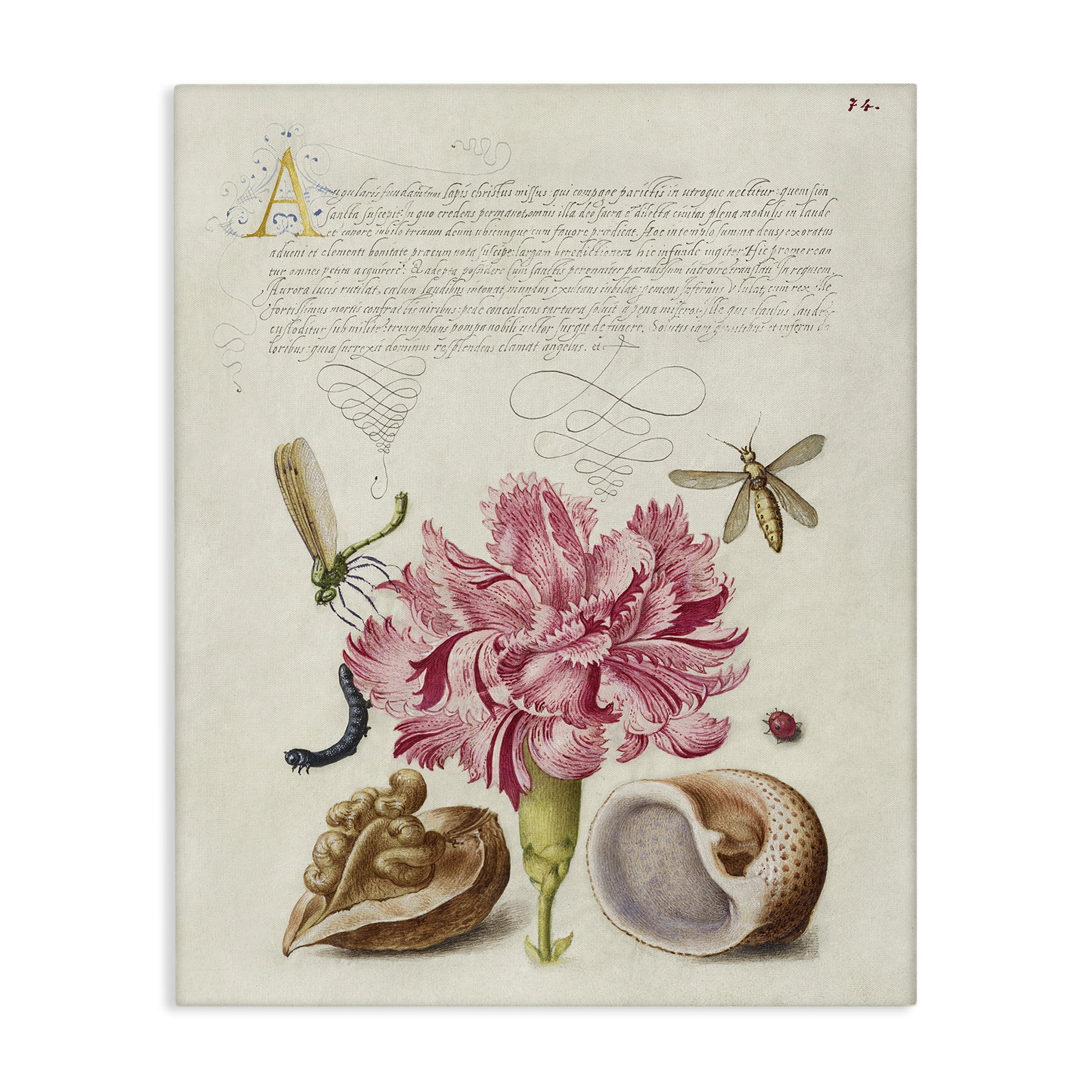Stupell Industries Antique Flower & Snails Text & Numbers Painting Wrapped Canvas Art Print Wall Art, 16 x 20