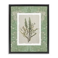 thumbnail image 1 of Stupell Industries Traditional Antique Foliage in Green Black Floating Frame Canvas Art, 25 x 31, by Carol Robinson, 1 of 8