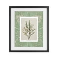 thumbnail image 1 of Stupell Industries Traditional Antique Foliage in Green Black Framed Print Under Glass, 13 x 16, by Carol Robinson, 1 of 8