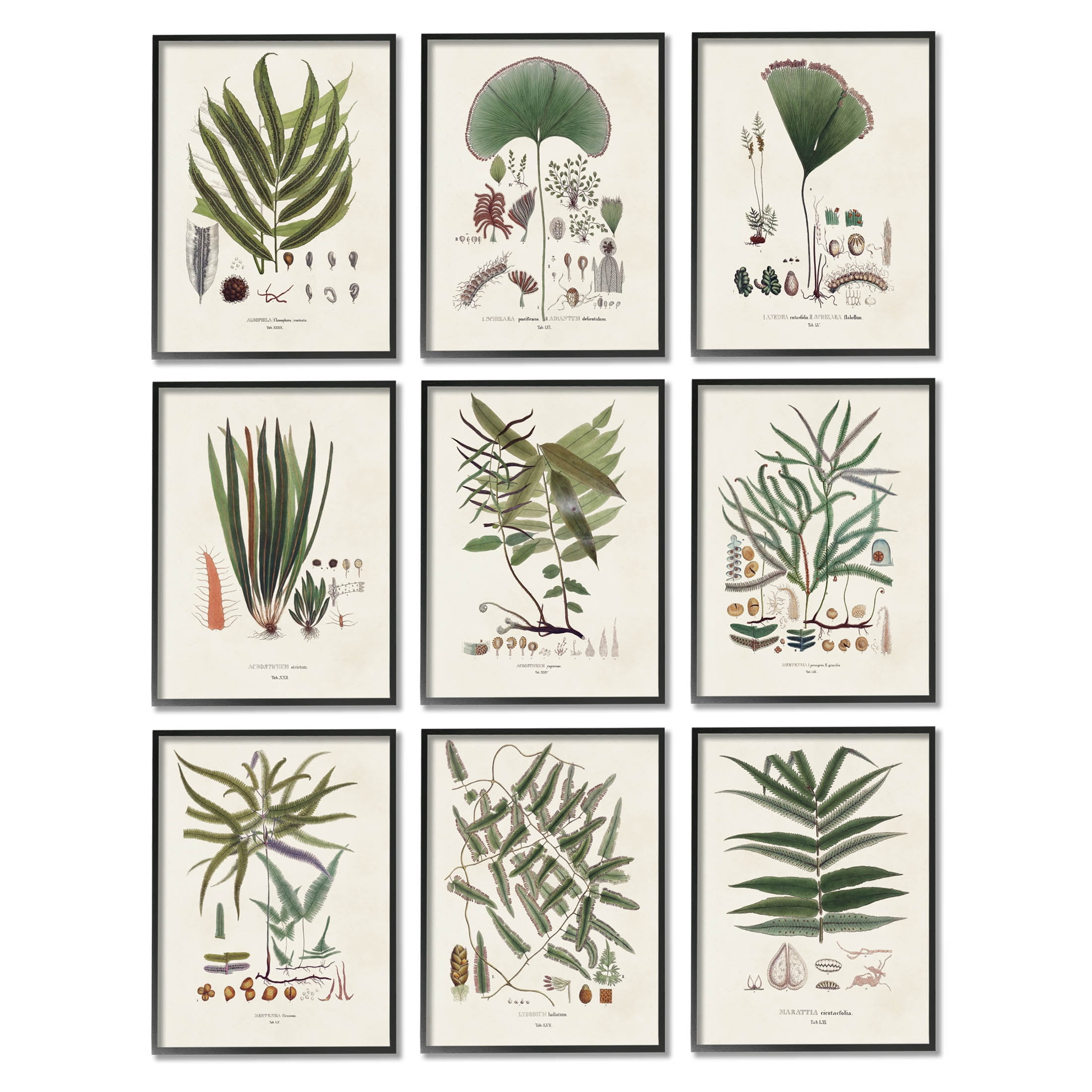 Stupell Industries Antique Leaves Vintage Studies Graphic Art Black Framed Art Print Wall Art, Set of 9, Design by Vision Studio