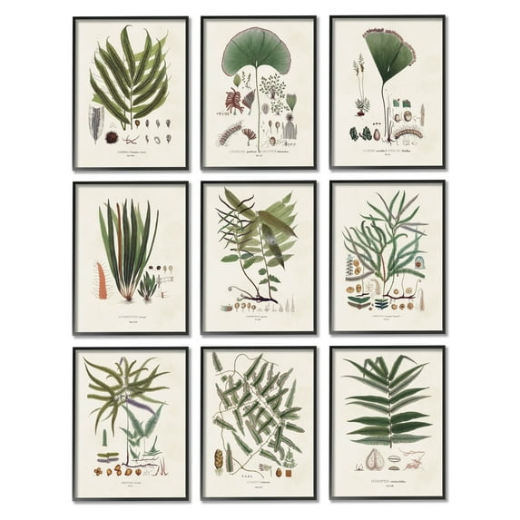 Stupell Industries Antique Leaves Vintage Studies Graphic Art Black Framed Art Print Wall Art, Set of 9, Design by Vision Studio