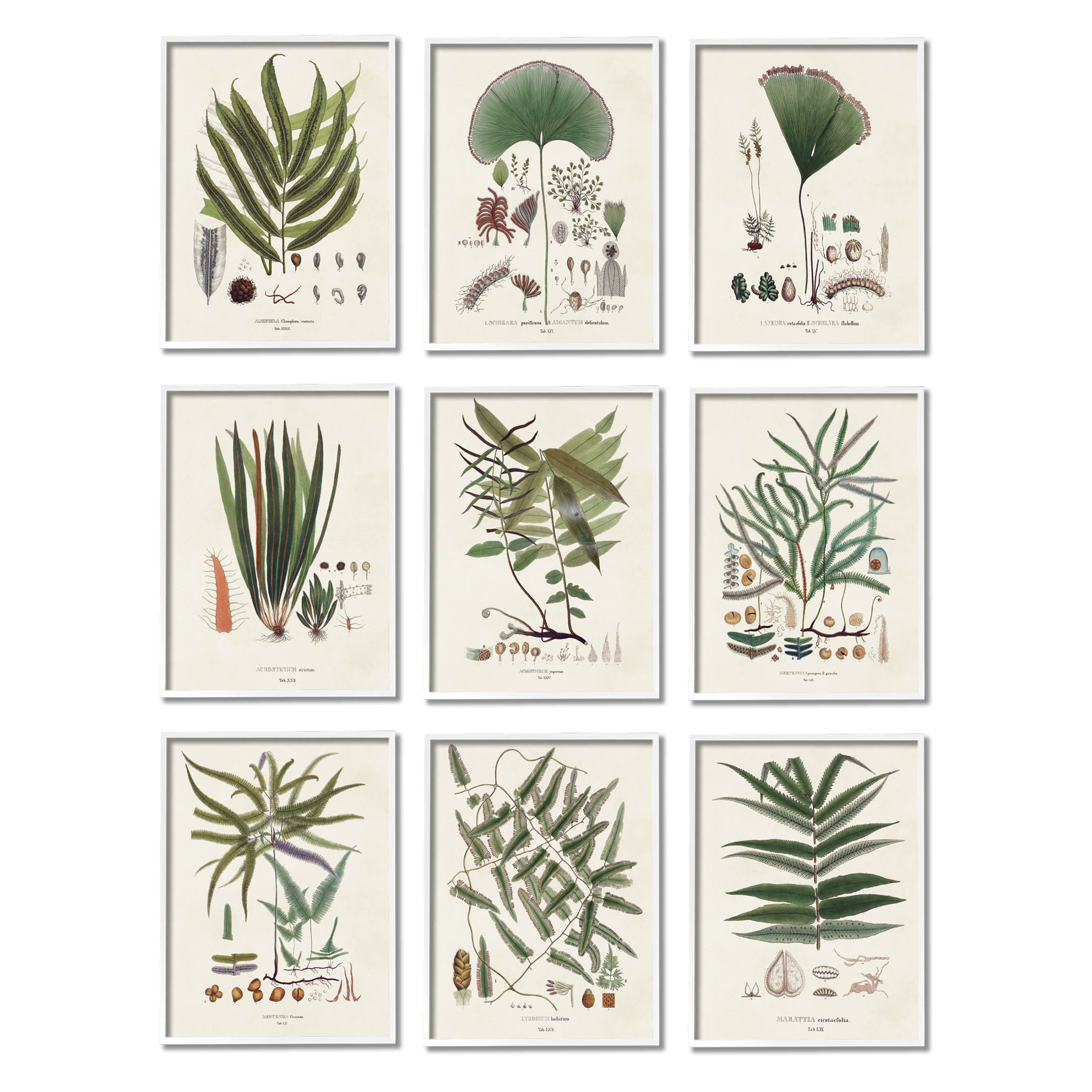 Stupell Industries Antique Leaves Vintage Studies Graphic Art White Framed Art Print Wall Art, Set of 9, Design by Vision Studio