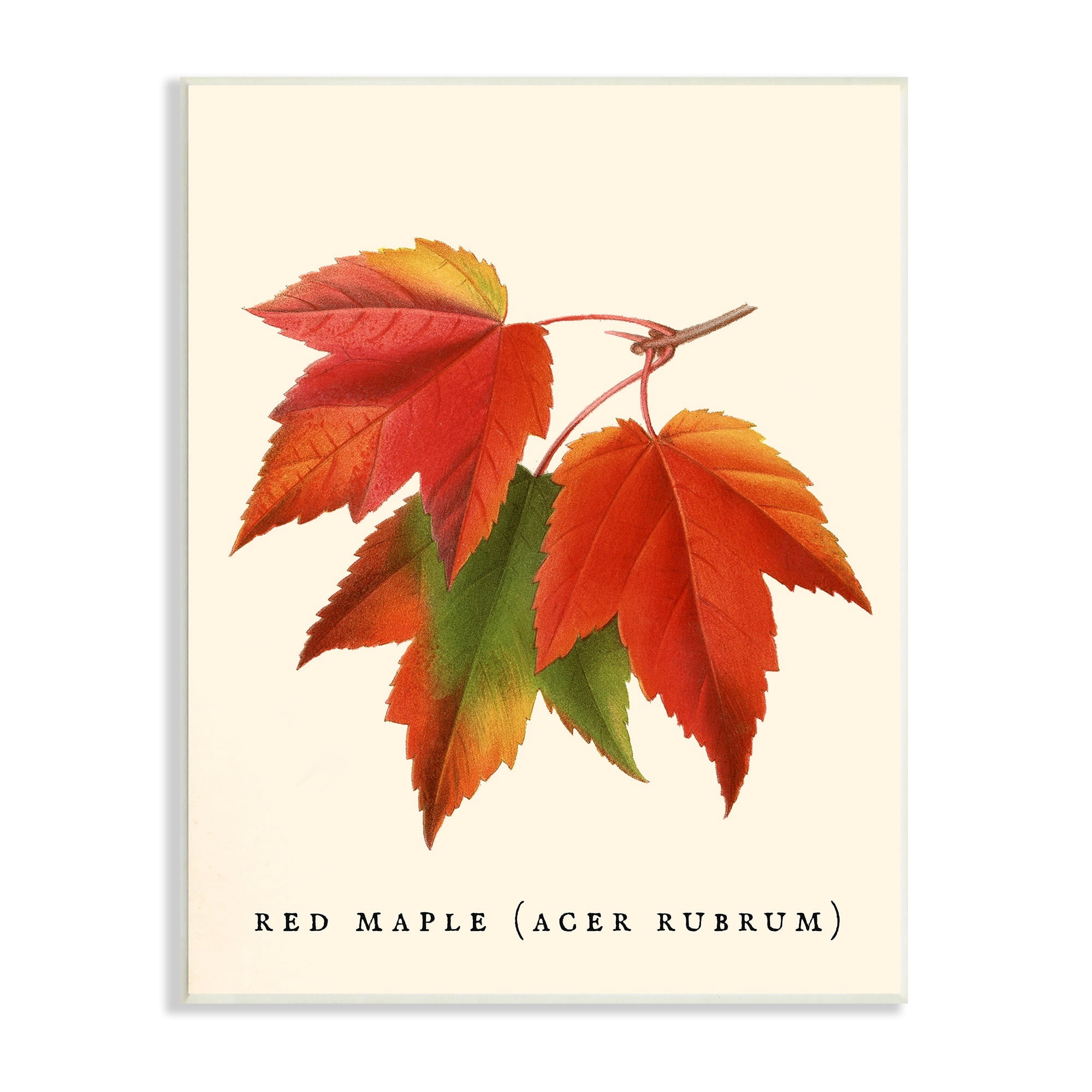 Stupell Industries Antique Red Maple Leaf Illustration Autumn Foliage, 13 x 19,Design by Daphne Polselli
