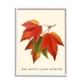 thumbnail image 1 of Stupell Industries Antique Red Maple Leaf Illustration Autumn Foliage, 24 x 30,Design by Daphne Polselli, 1 of 5