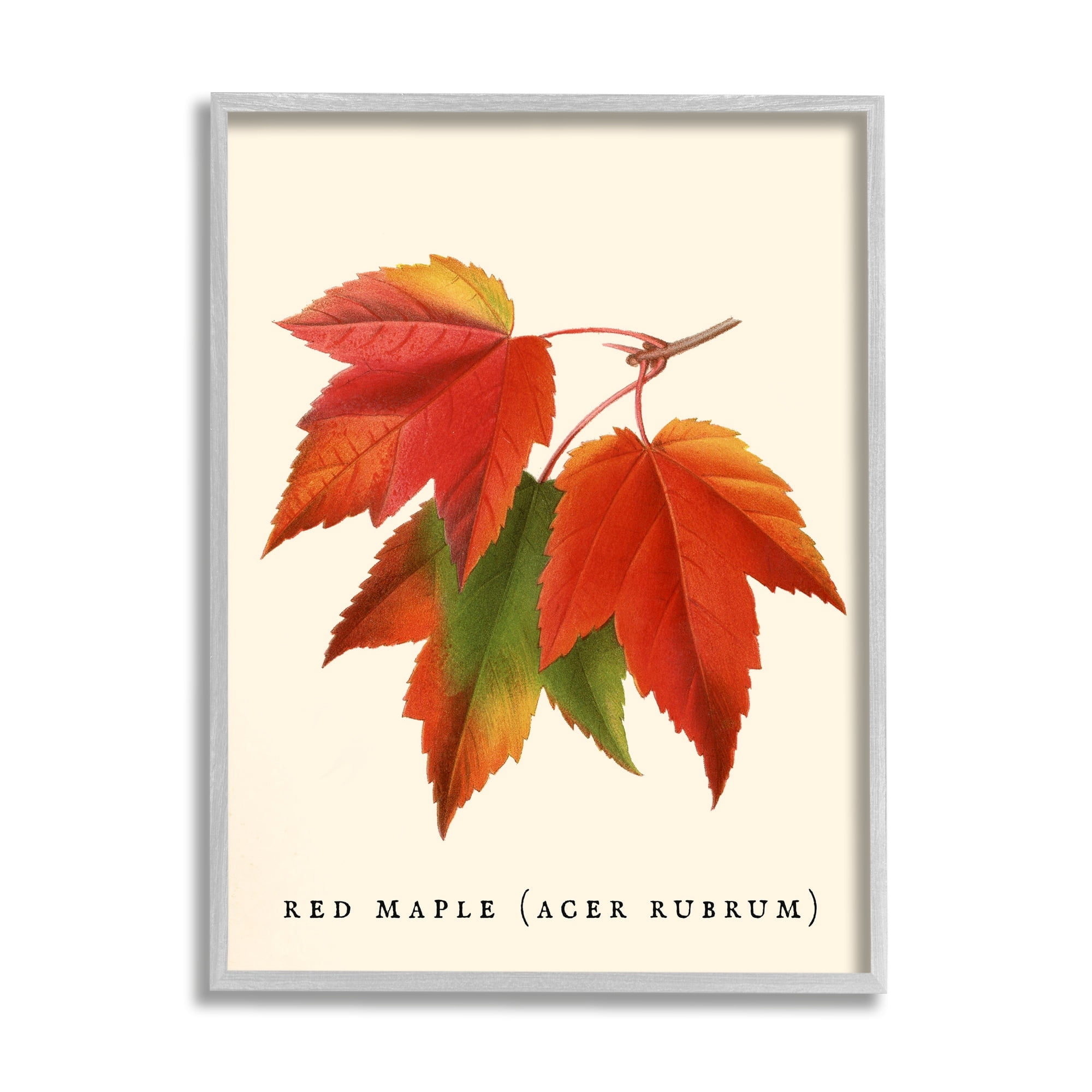 Stupell Industries Antique Red Maple Leaf Illustration Autumn Foliage Graphic Art Gray Framed Art Print Wall Art, 24x30, by Daphne Polselli