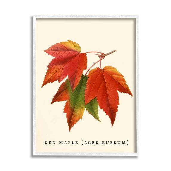 Stupell Industries Antique Red Maple Leaf Illustration Autumn Foliage Graphic Art White Framed Art Print Wall Art, 16x20, by Daphne Polselli