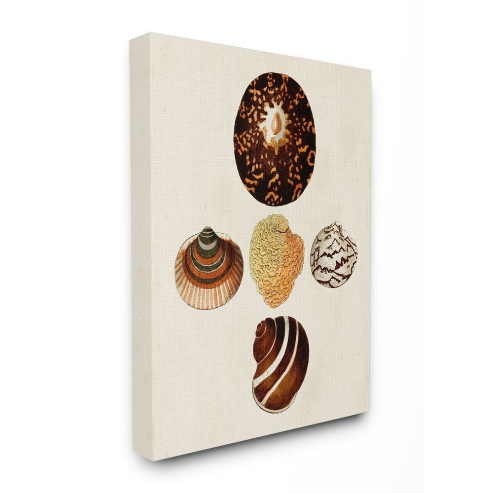 Stupell Industries Antique Round Patterned Nautical Sea Shell Vintage Canvas Wall Art Design by G.W. Knorr, 30" x 40"