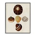 thumbnail image 1 of Stupell Industries Traditional Antique Round Patterned Sea Shells Black Framed Giclee Art, 11 x 14, by G.W. Knorr, 1 of 7