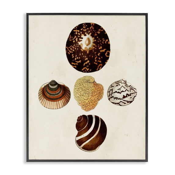 Stupell Industries Traditional Antique Round Patterned Sea Shells Black Framed Giclee Art, 11 x 14, by G.W. Knorr