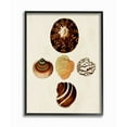 thumbnail image 1 of Stupell Industries Antique Round Patterned Nautical Sea Shell Vintage Framed Wall Art Design by G.W. Knorr, 11" x 14", Black Framed, 1 of 5