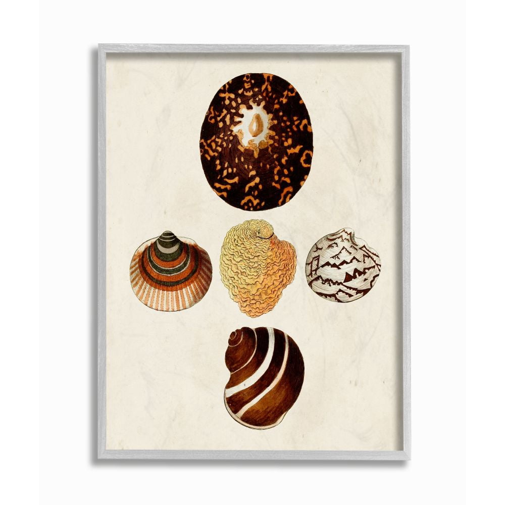 Stupell Industries Antique Round Patterned Nautical Sea Shell Vintage Framed Wall Art Design by G.W. Knorr, 11" x 14", Gray Framed