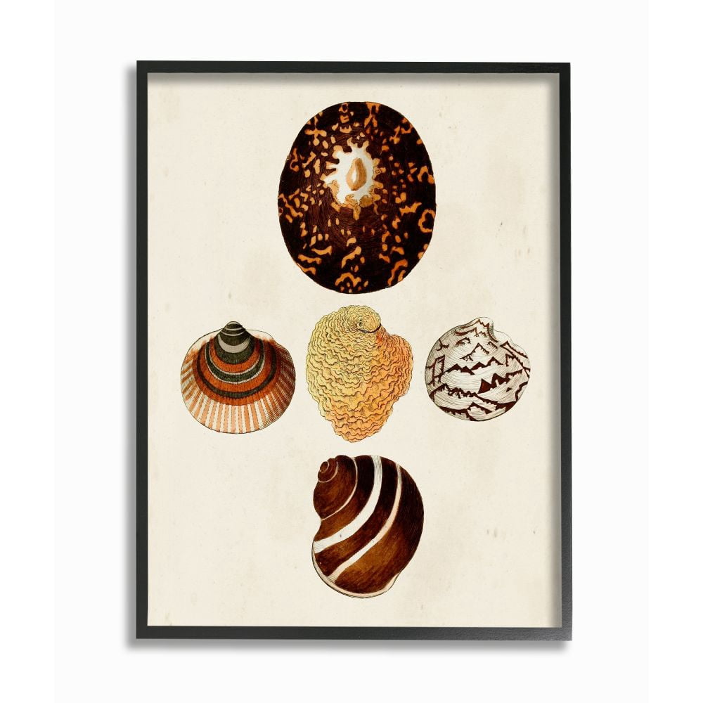 Stupell Industries Antique Round Patterned Nautical Sea Shell Vintage Framed Wall Art Design by G.W. Knorr, 16" x 20", Black Framed
