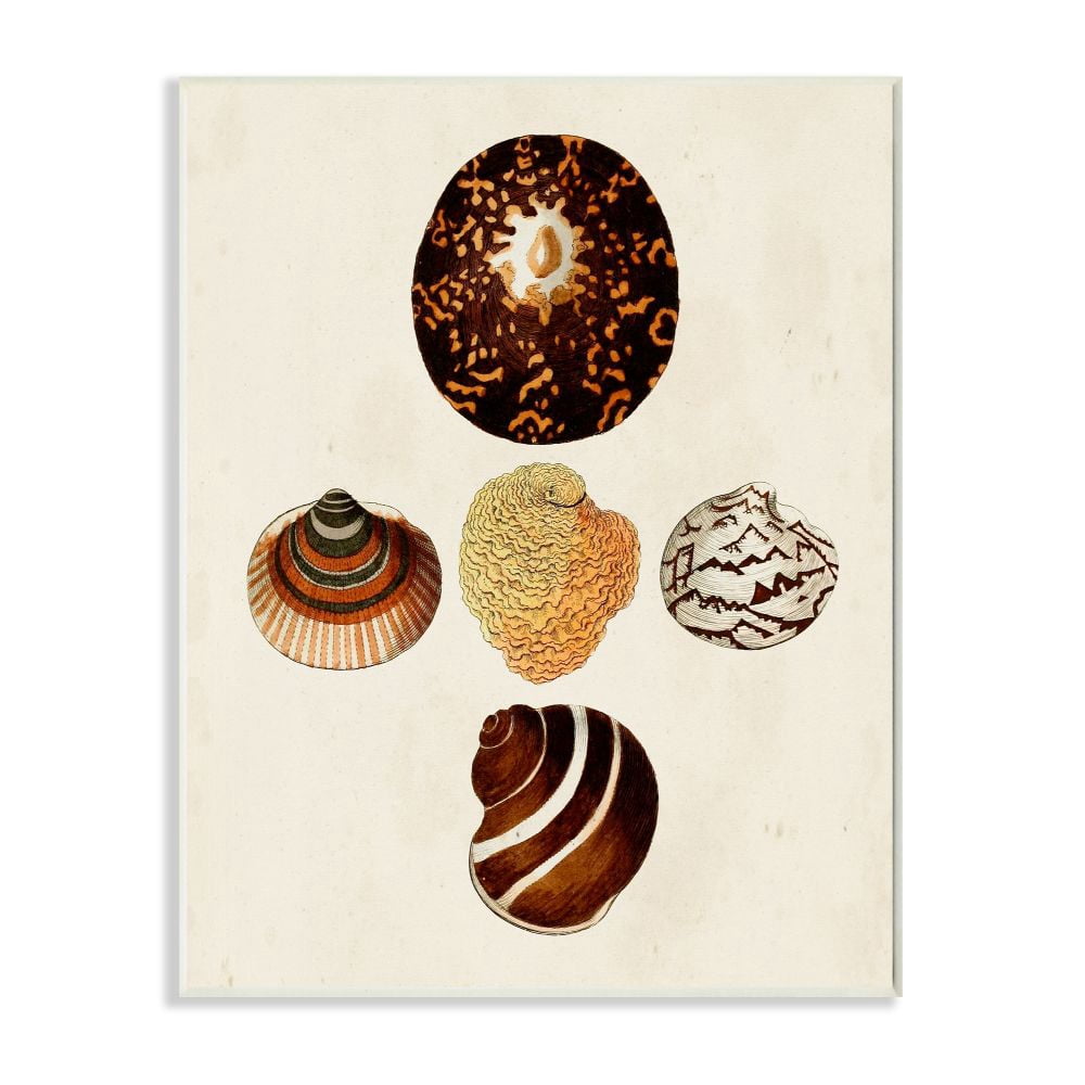 Stupell Industries Antique Round Patterned Nautical Sea Shell Vintage Print Unframed Art Print Wall Art, 13x19, by G.W. Knorr