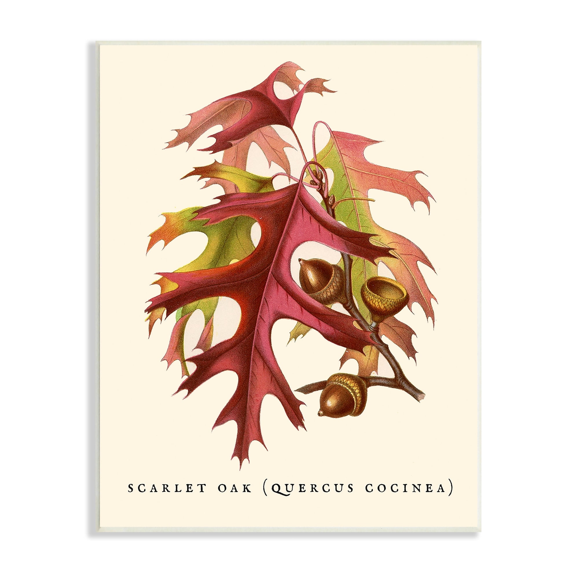 Stupell Industries Antique Scarlet Oak Branch Illustration Autumn Leaves, 10 x 15,Design by Daphne Polselli