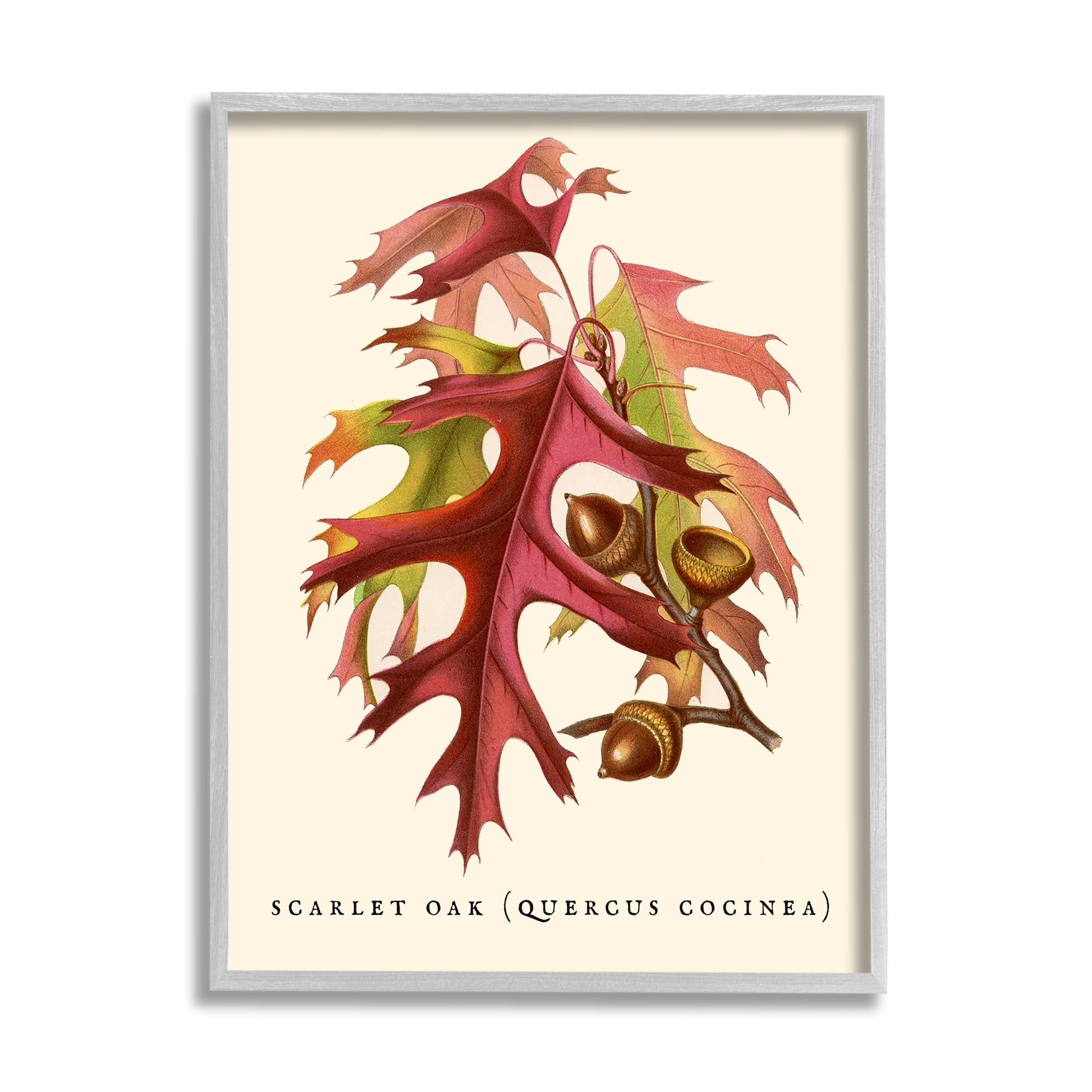 Stupell Industries Antique Scarlet Oak Branch Illustration Autumn Leaves, 16 x 20,Design by Daphne Polselli