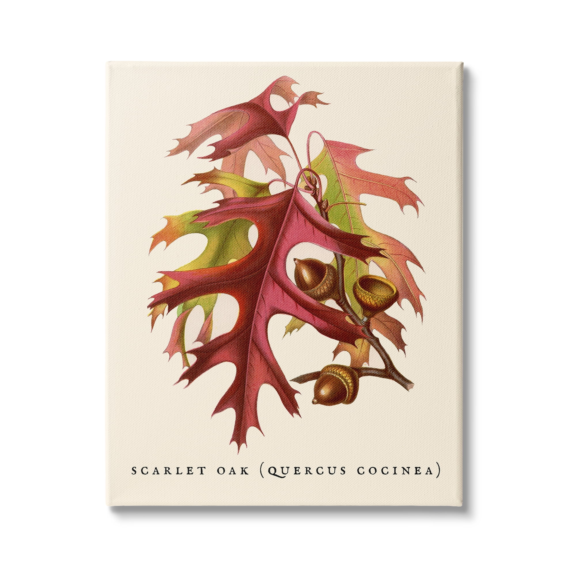 Stupell Industries Antique Scarlet Oak Branch Illustration Autumn Leaves, 24 x 30,Design by Daphne Polselli