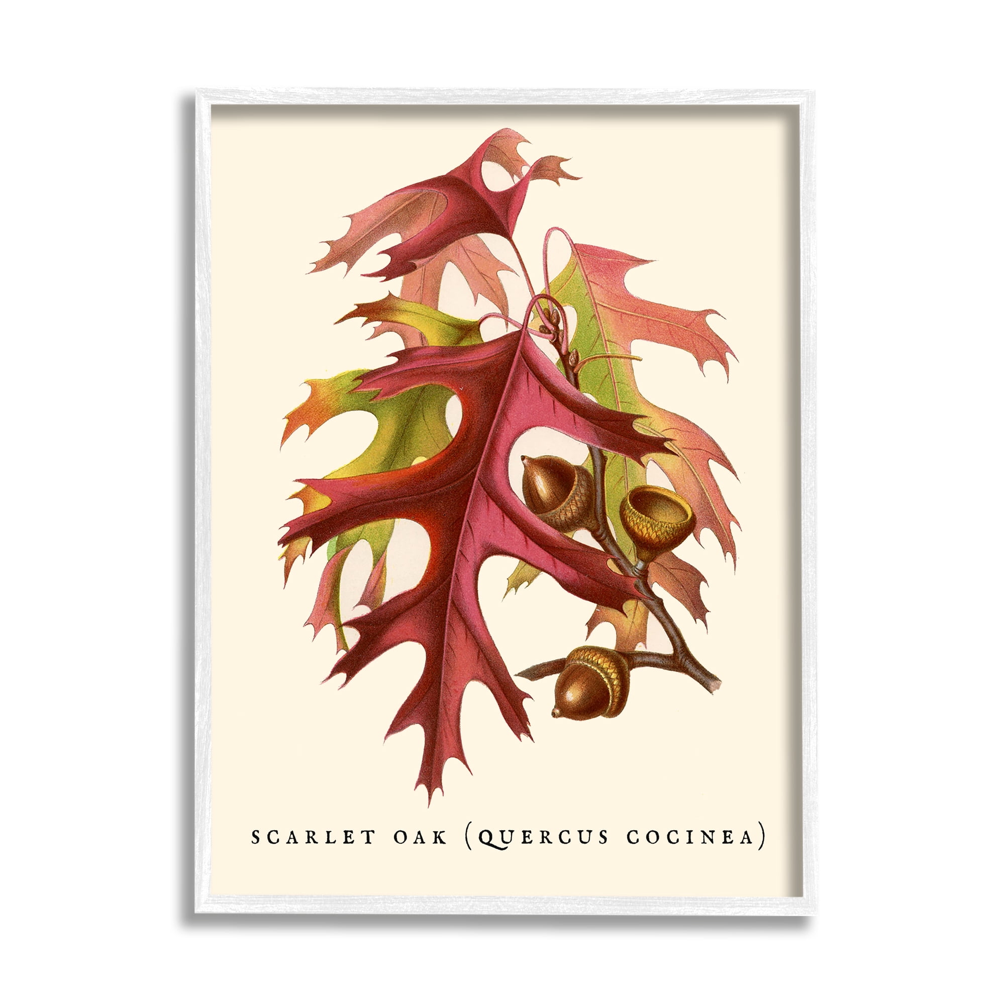Stupell Industries Antique Scarlet Oak Branch Illustration Autumn Leaves, 24 x 30,Design by Daphne Polselli