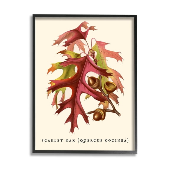 Stupell Industries Antique Scarlet Oak Branch Illustration Autumn Leaves Graphic Art Black Framed Art Print Wall Art, 24x30, by Daphne Polselli
