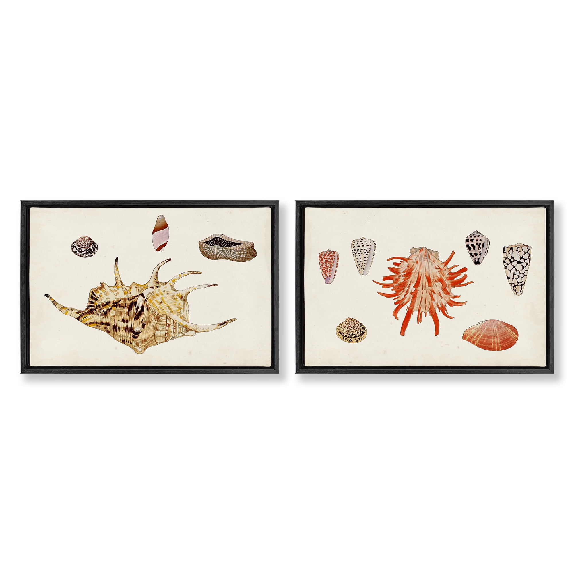 Stupell Industries Antique Shell Anthology Nautical & Beach Painting Black Floater Framed Canvas Art Print Wall Art, 25 x 17, Set of 2
