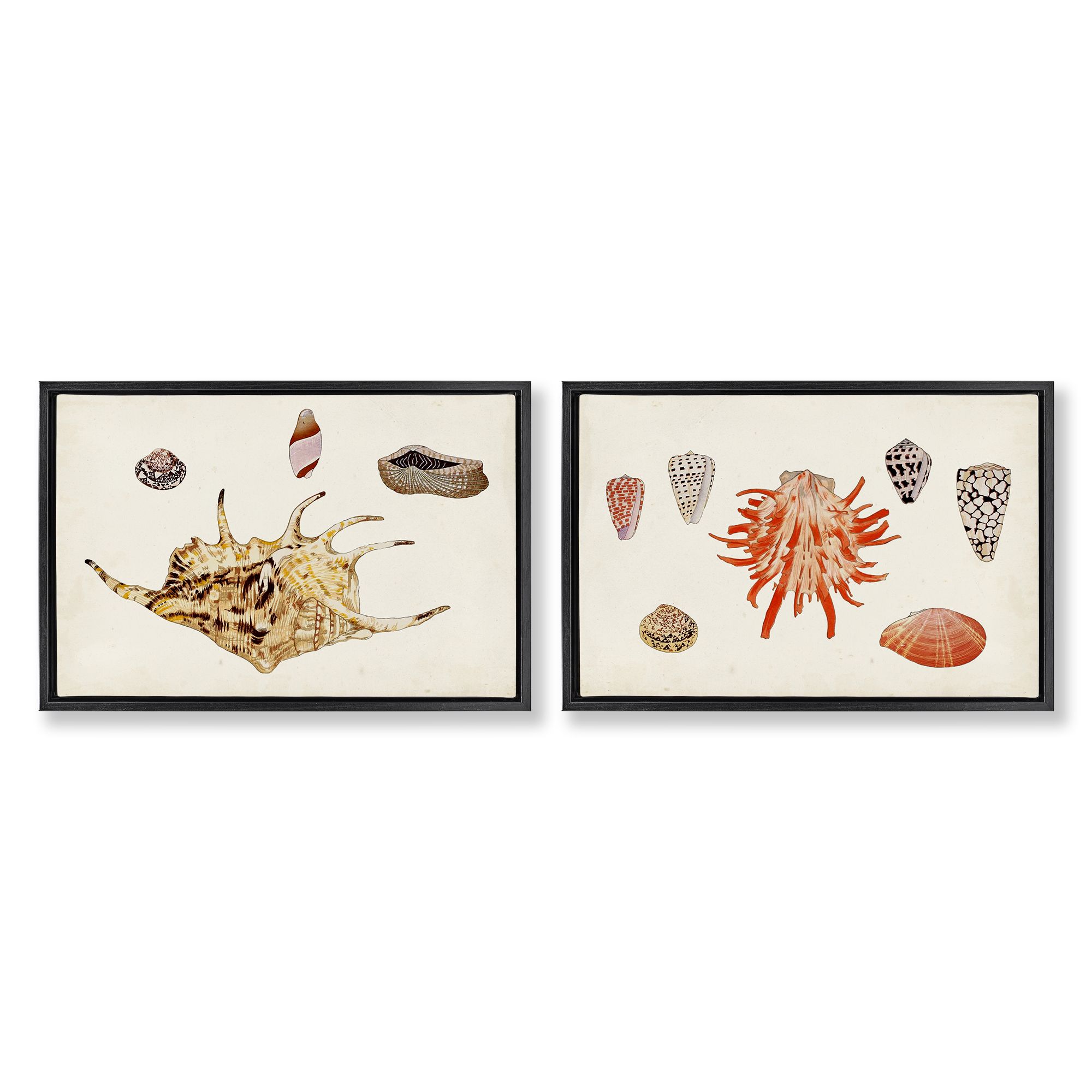 Stupell Industries Antique Shell Anthology Nautical & Beach Painting Black Floater Framed Canvas Art Print Wall Art, 31 x 21, Set of 2