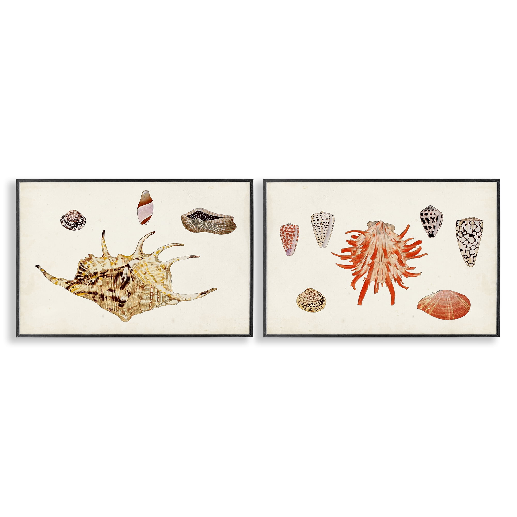 Stupell Industries Antique Shell Anthology Nautical & Beach Painting Black Framed Art Print Wall Art, 30 x 20, Set of 2
