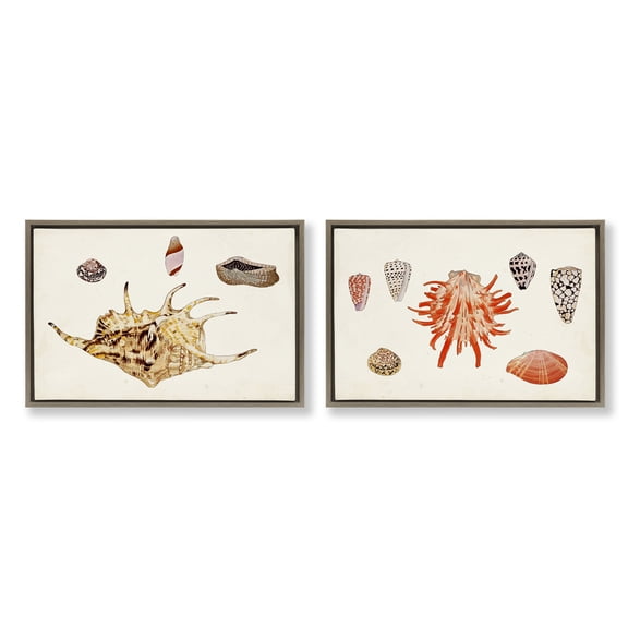 Stupell Industries Antique Shell Anthology Nautical & Beach Painting Brown Floater Framed Canvas Art Print Wall Art, 31 x 21, Set of 2