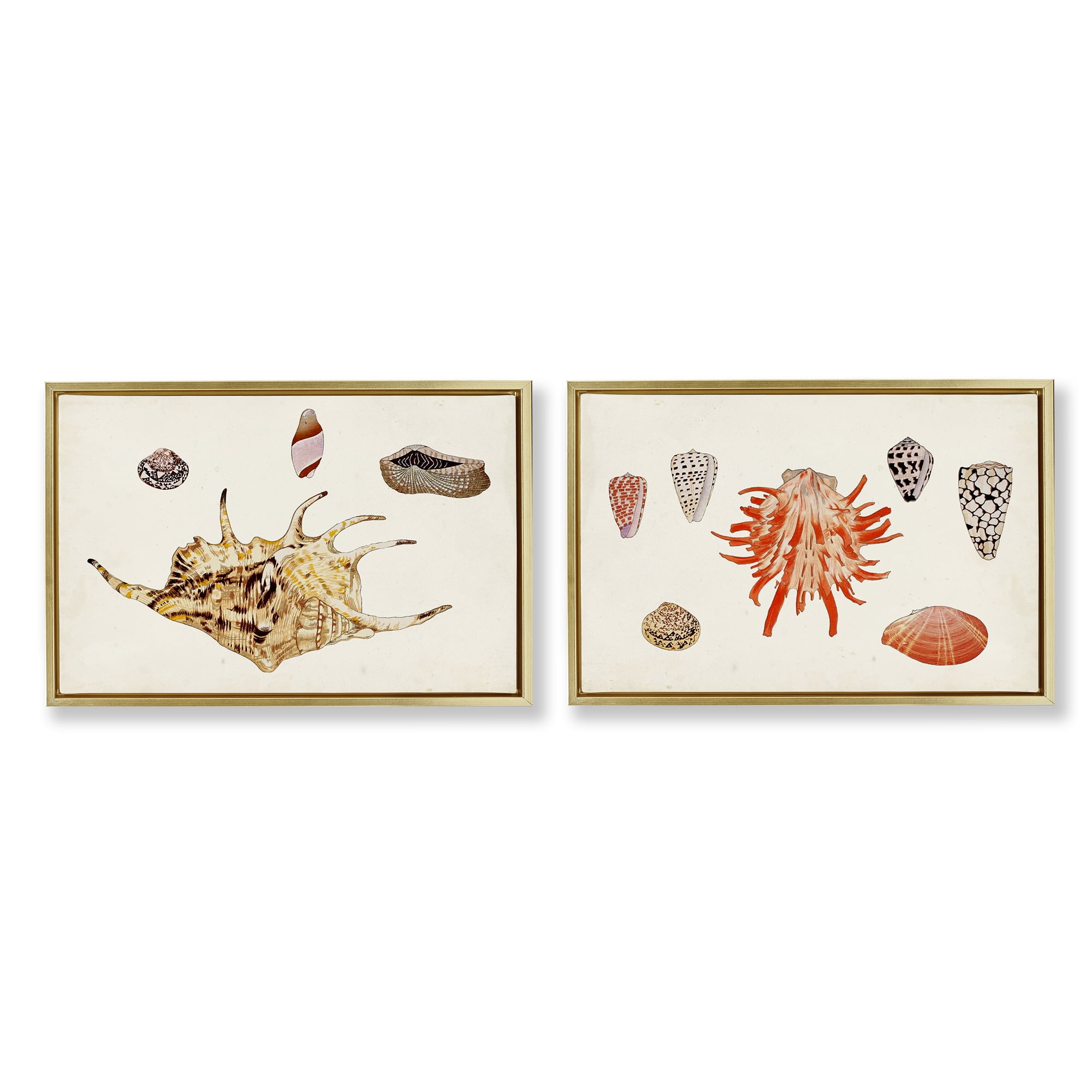 Stupell Industries Antique Shell Anthology Nautical & Beach Painting Gold Floater Framed Canvas Art Print Wall Art, 31 x 21, Set of 2