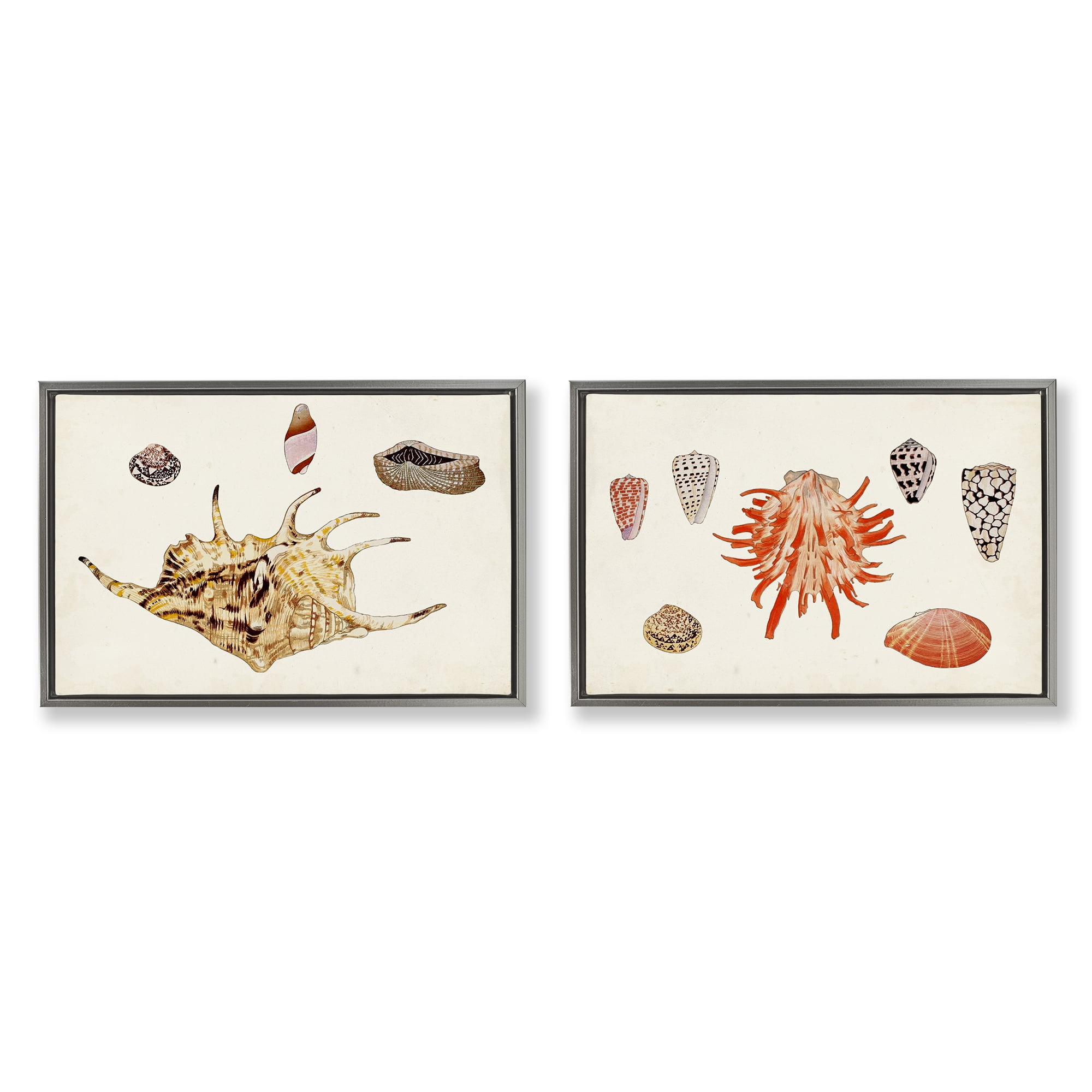 Stupell Industries Antique Shell Anthology Nautical & Beach Painting Gray Floater Framed Canvas Art Print Wall Art, 25 x 17, Set of 2