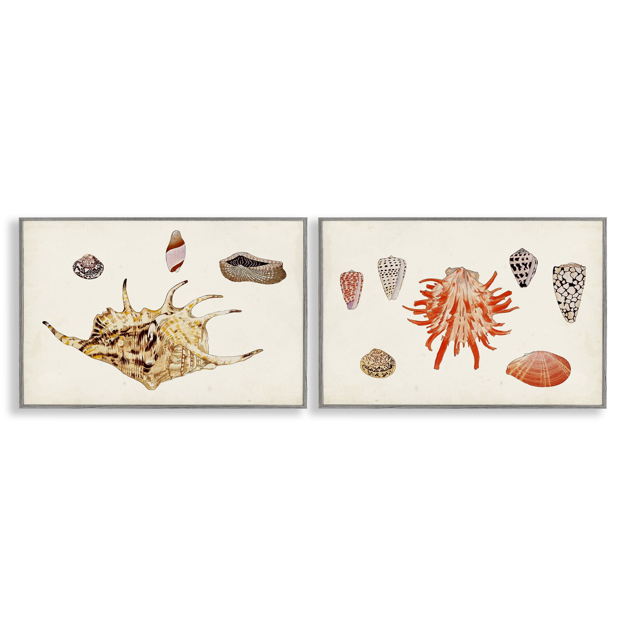 Stupell Industries Antique Shell Anthology Nautical & Beach Painting Gray Framed Art Print Wall Art, 30 x 20, Set of 2