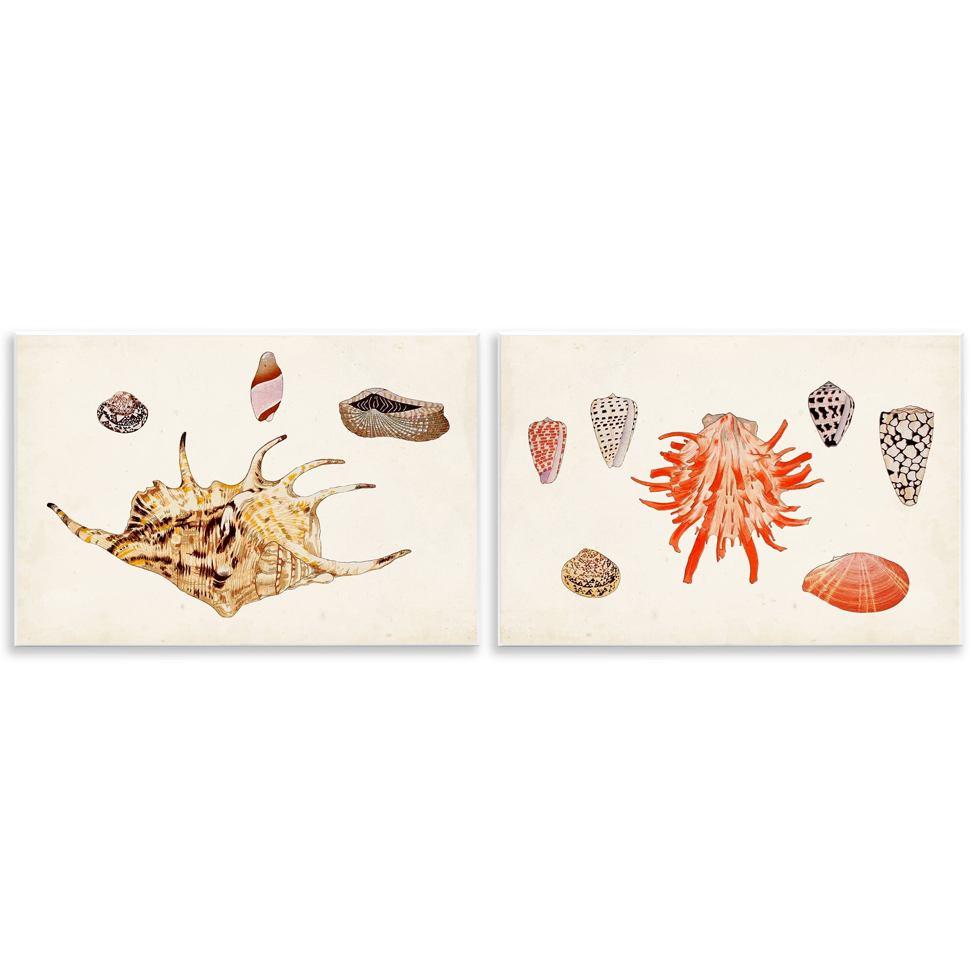 Stupell Industries Antique Shell Anthology Nautical & Beach Painting Unframed Art Print Wall Art, 19 x 13, Set of 2