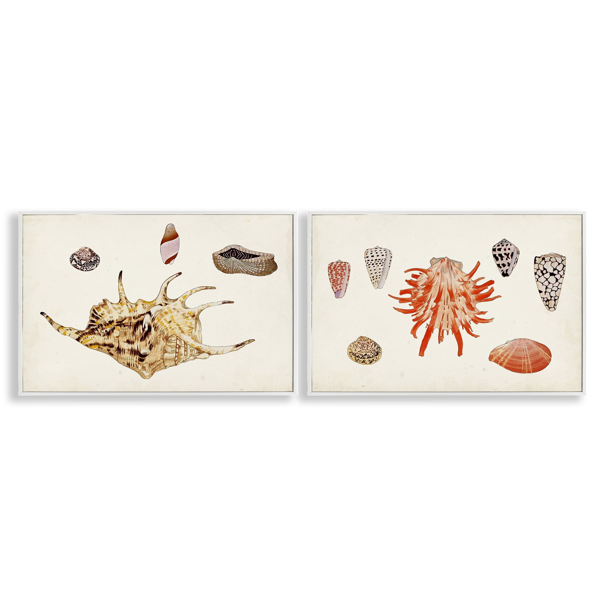 Stupell Industries Antique Shell Anthology Nautical & Beach Painting White Framed Art Print Wall Art, 18 x 12, Set of 2