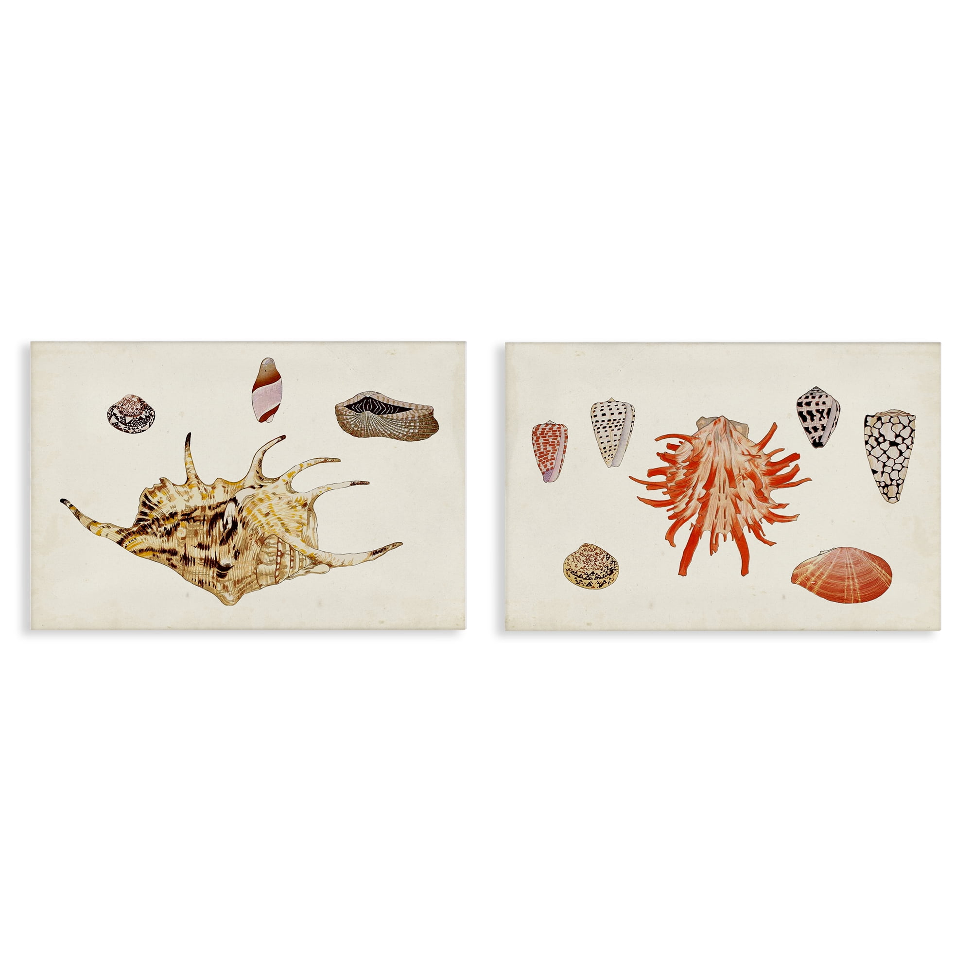 Stupell Industries Antique Shell Anthology Nautical & Beach Painting Wrapped Canvas Art Print Wall Art, 30 x 20, Set of 2