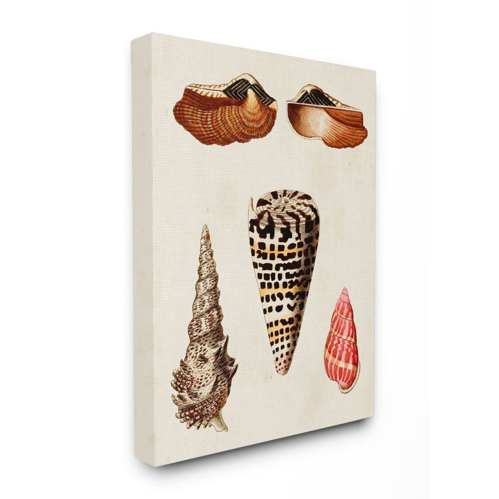 Stupell Industries Antique Spiral Grooved Nautical Sea Shell Vintage Canvas Wall Art Design by G.W. Knorr, 16" x 20"