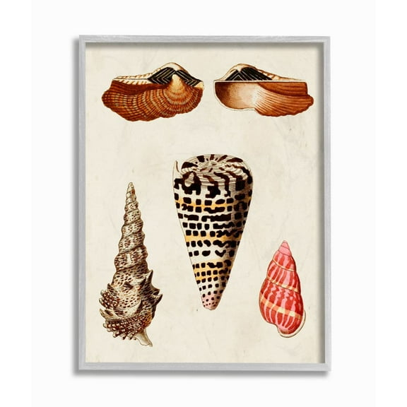 Stupell Industries Antique Spiral Grooved Nautical Sea Shell Vintage Framed Wall Art Design by G.W. Knorr, 16" x 20", Gray Framed