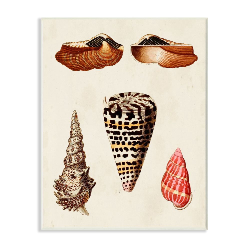 Stupell Industries Antique Spiral Grooved Nautical Sea Shell Vintage Print Unframed Art Print Wall Art, 13x19, by G.W. Knorr