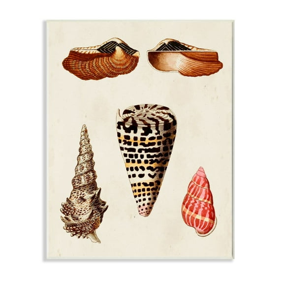 Stupell Industries Antique Spiral Grooved Nautical Sea Shell Vintage Print Unframed Art Print Wall Art, 13x19, by G.W. Knorr