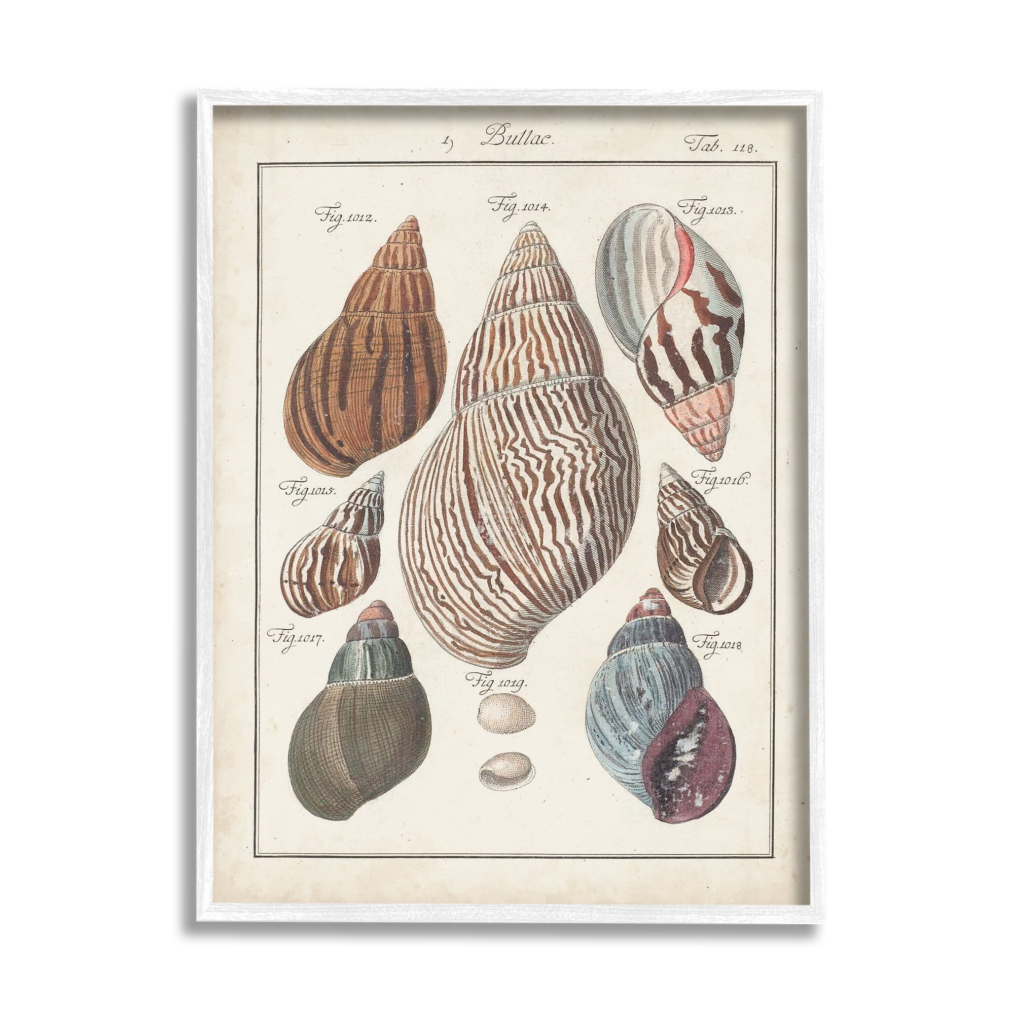 Stupell Industries Antique Spiral Shell Pairing Vintage Nautical Study, 16 x 20, Design by Jacques DeSeve