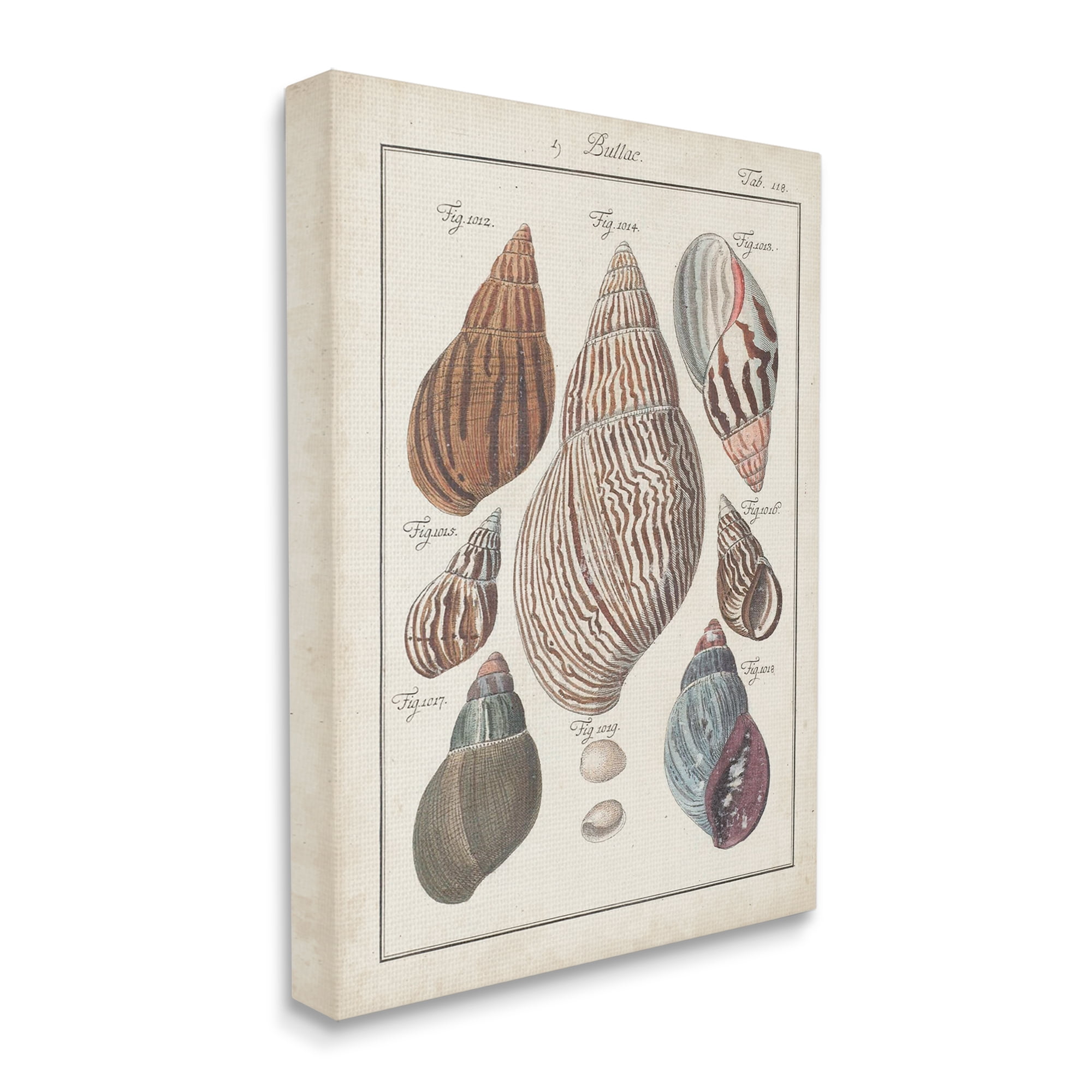Stupell Industries Antique Spiral Shell Pairing Vintage Nautical Study, 24 x 30, Design by Jacques DeSeve