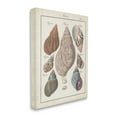 thumbnail image 1 of Stupell Industries Antique Spiral Shell Pairing Vintage Nautical Study, 24 x 30, Design by Jacques DeSeve, 1 of 5