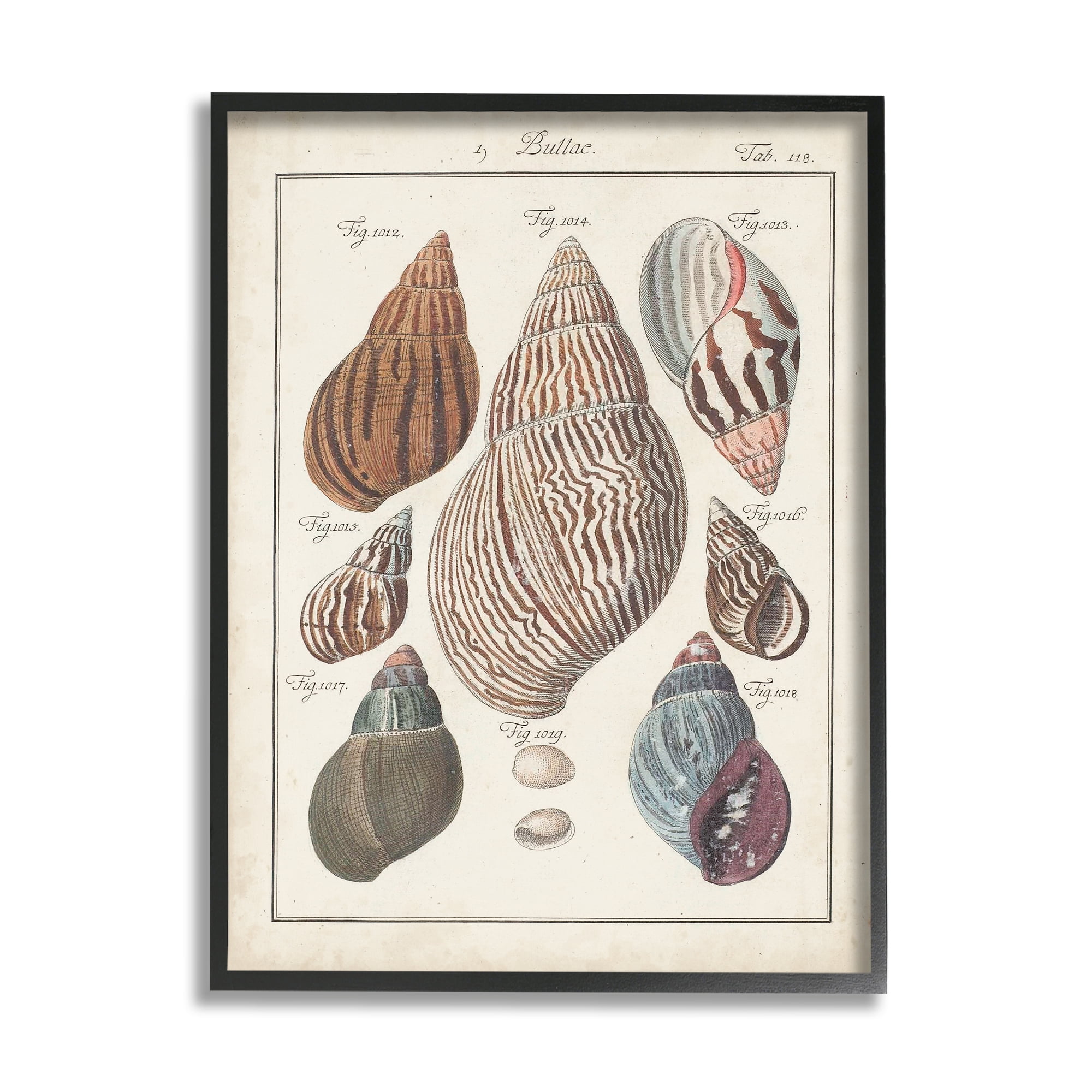 Stupell Industries Antique Spiral Shell Pairing Vintage Nautical Study Nature Painting Black Framed Art Print Wall Art, 24 x 30
