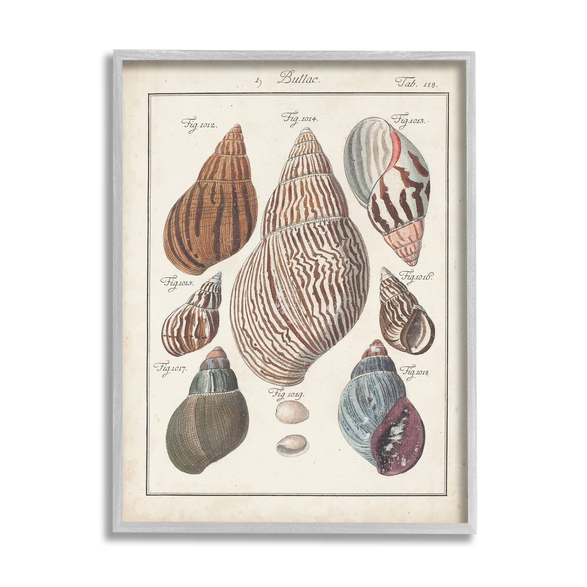 Stupell Industries Antique Spiral Shell Pairing Vintage Nautical Study Nature Painting Gray Framed Art Print Wall Art, 24 x 30
