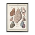 thumbnail image 1 of Stupell Industries Antique Spiral Shell Pairing Vintage Nautical Study Vintage Painting Black framed Art Print Wall Art, 11 x 14, Design by Jacques DeSeve, 1 of 7
