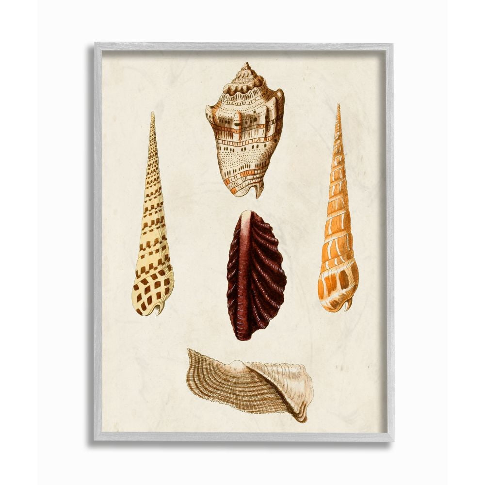 Stupell Industries Antique Warm Brown Patterned Round Sea Shell Vintage Framed Wall Art Design by G.W. Knorr, 11" x 14", Gray Framed