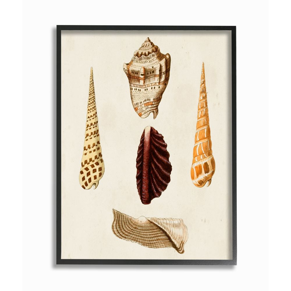 Stupell Industries Antique Warm Brown Patterned Round Sea Shell Vintage Framed Wall Art Design by G.W. Knorr, 24" x 30", Black Framed
