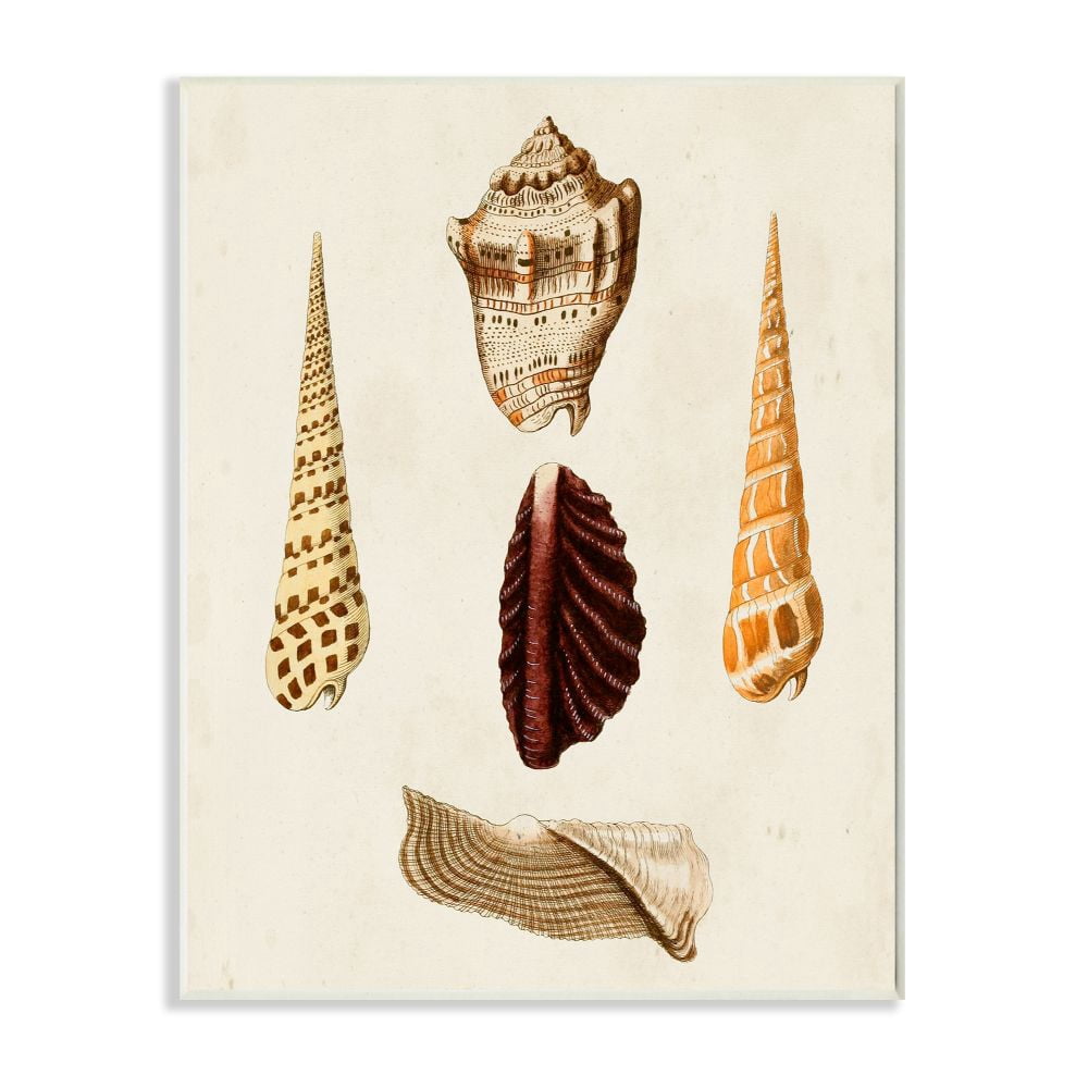 Stupell Industries Antique Warm Brown Patterned Round Sea Shell Vintage Print Unframed Art Print Wall Art, 13x19, by G.W. Knorr